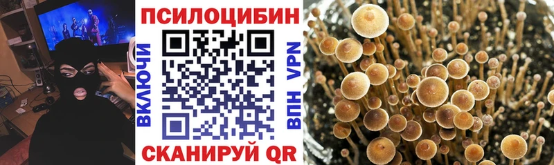 Псилоцибиновые грибы прущие грибы  маркетплейс формула  Елизаветинская  где найти  
